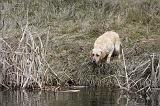 LABRADOR 768
